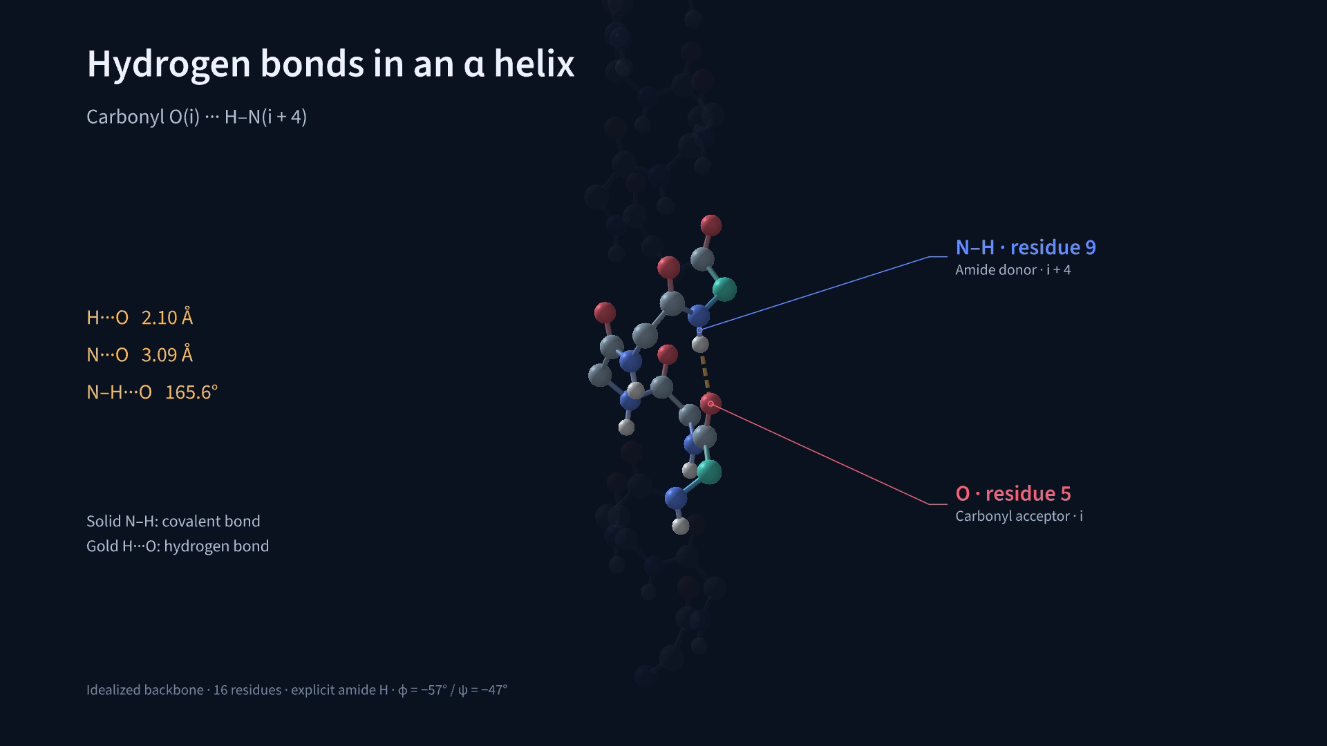 A close-up distinguishing the hydrogen bond from the covalent N–H bond